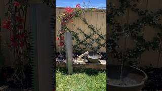 Love my @edgeright edgers! #backyardmakeover #backyardgardening #backyard #landscape #landscaping