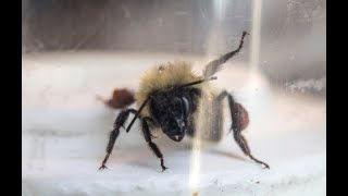 How to Catch Bees Part 2 - MN Bumble Bee Atlas Survey Protocols