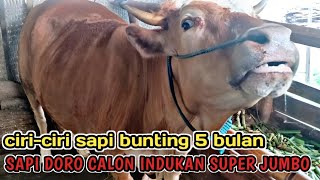 CIRI-CIRI SAPI HAMIL (BUNTING) USIA 5 BULAN‼️