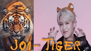 Jo1- Tiger ( English lyrics)