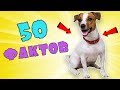 50 ФАКТОВ О МОЕЙ СОБАКЕ | ДЖЕК РАССЕЛ ТЕРЬЕР ЛИЗА