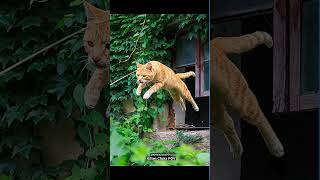 When the Ginger Cat Leaps, My Shutter Clicks #catphotography #cutecat #catlover