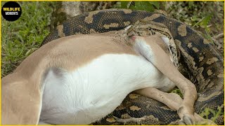30 Cruel Moments Python Attack \& Swallow Their Prey In Sight