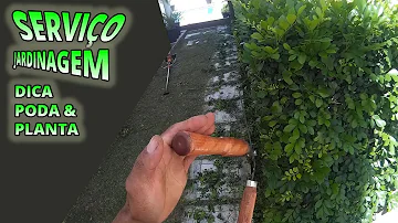 Como fazer poda em cerca viva?