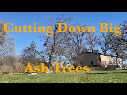 Cutting Down Big Ash Trees & Cleaning Up #firewood #treeservice #ash ...