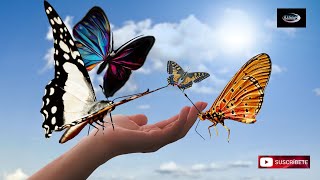 La importancia de las mariposas en nuestra vida