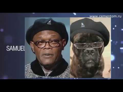 15 знаменитостей и похожие на них животные