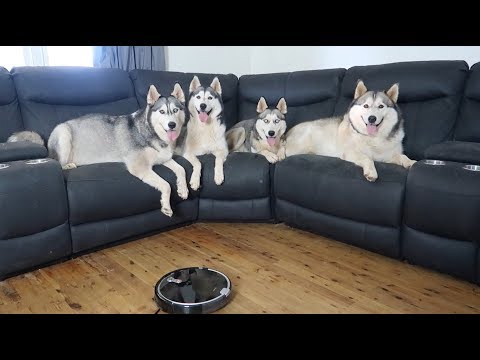 ROBOT VACUUM CLEANER VS 4 SIBERIAN HUSKIES | THE BEST ROBOTIC VACUUM CLEANER FOR HUSKY FUR ?