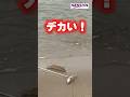 【キス釣り】PONさん釣技炸裂!良型キス爆釣!