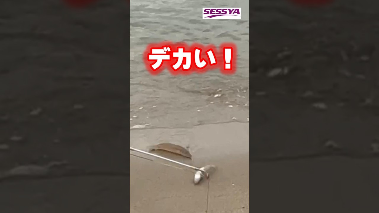【キス釣り】PONさん釣技炸裂!良型キス爆釣!