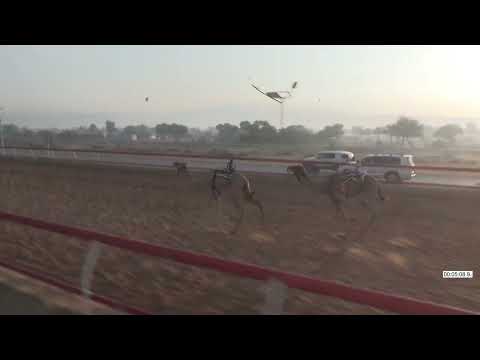 7 27 12 2025 الشوط 7 هجن ند الشبا المضمر سعيد سالم