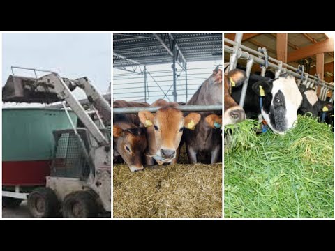 Video: La Música Influye En La Producción De Leche En Las Vacas