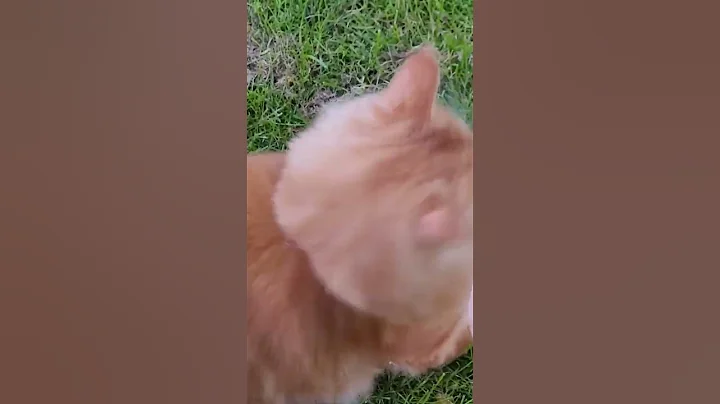Video 3384891: ginger maine coon, cat
