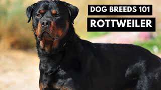 Rottweilers 101: What You NEED to Know!