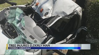 TREE INJURY IN GARDENDALE