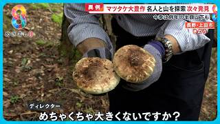 異例】マツタケ大豊作 名人と山を探索してみると…30分でなんと9本も