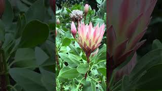 Royal King Protea Flowers