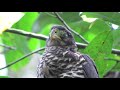 Collared Forest Falcon | Micrastur Semitorquatus