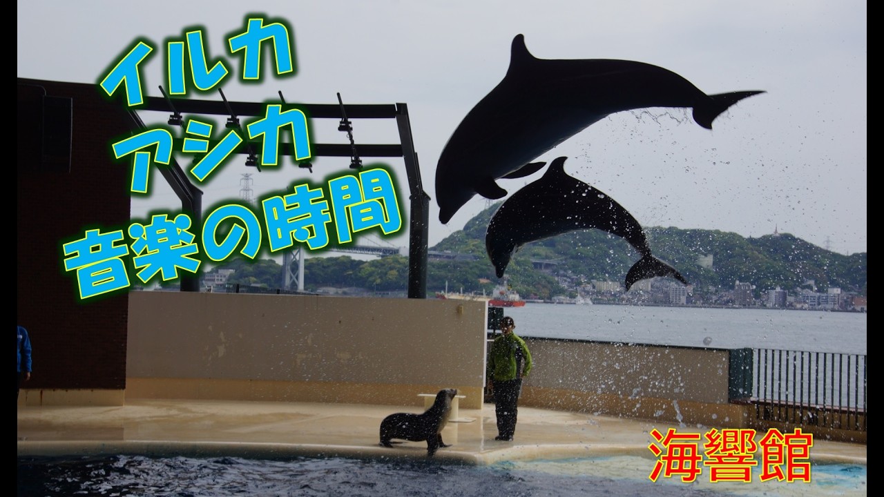 イルカ・アシカ「音楽の時間」（海響館） - YouTube