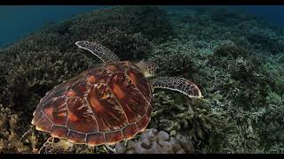 Ocean Minutes by Annie Crawley Green Sea Turtle Raja Ampat Indonesia with Music
