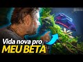 AGORA SIM! VIDA NOVA PARA O MEU BETTA! | A CASA DOS BICHOS