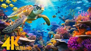 Under Red Sea 4K - Beautiful Coral Reef Fish in Aquarium, Sea Animals for Relaxation - 4K Video