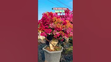 Ngũ sắc thái rực rỡ siêu lùn lực..#shortvideos