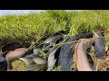 BEST HAND FISHING - Technique fishing a fisherman Skill catch fish a lot in mud catch by hand today