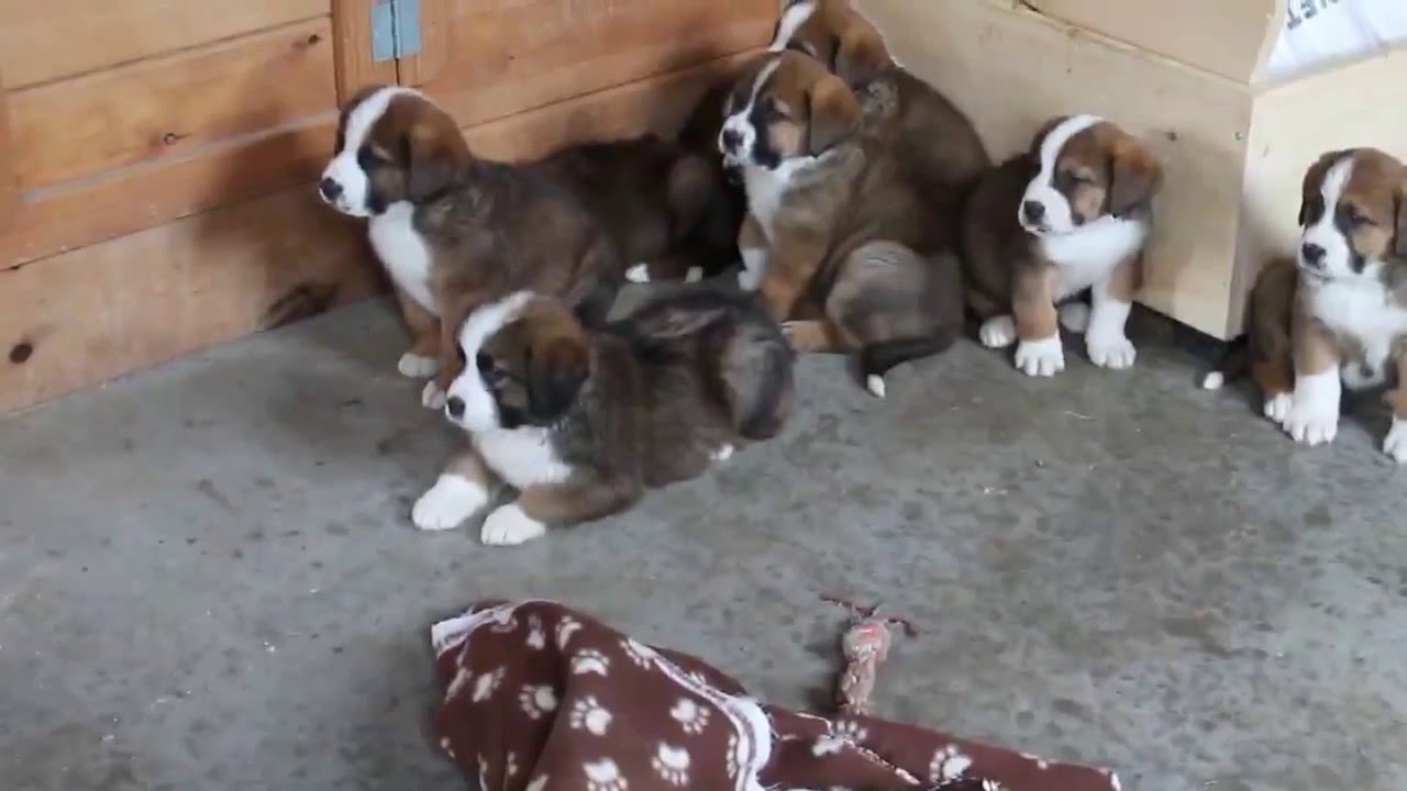 st bernard bernese mountain dog mix for sale