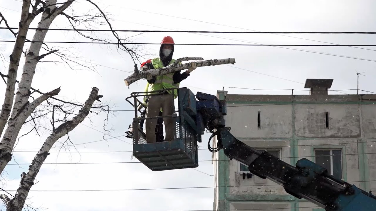 Высадка деревьев и уборка сухостоев. В областном центре проводят ...