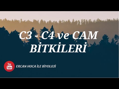 Video: C4 və CAM bitkiləri eynidirmi?