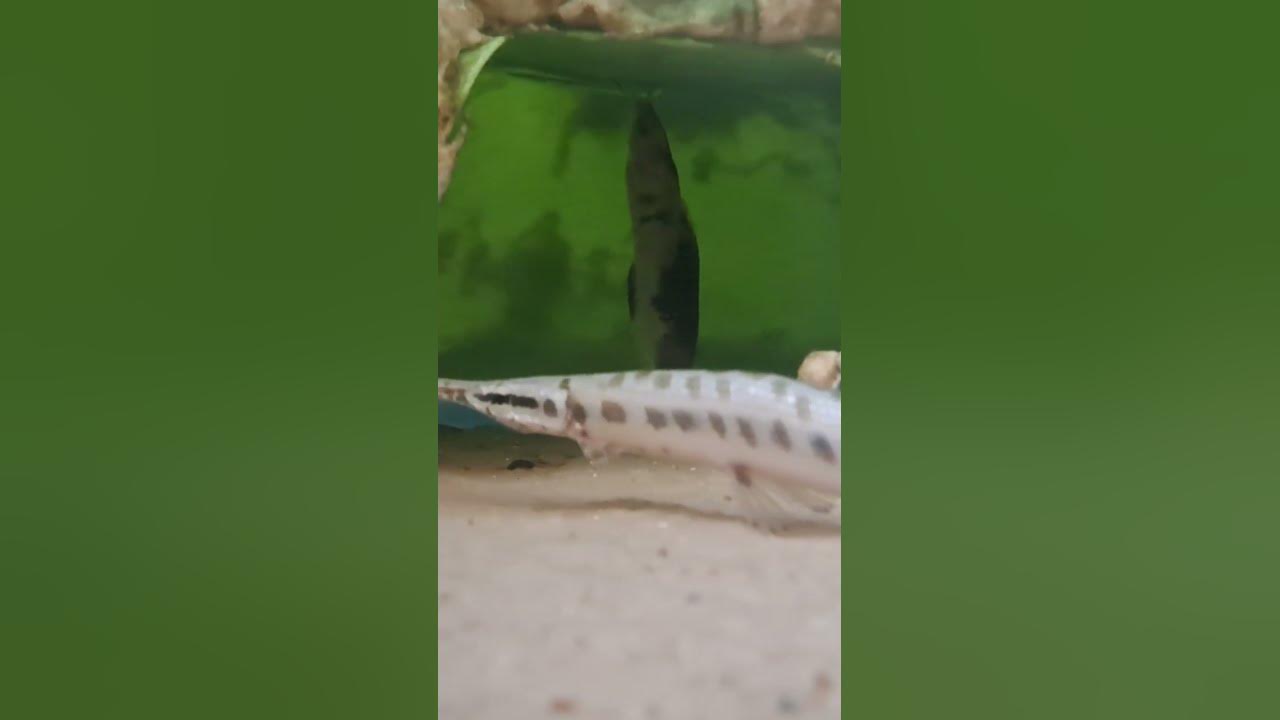 How my catfish sleep 🤣 viral fish video aquarium youtubeshorts 