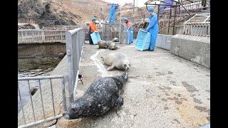 アザラシの引越し　おたる水族館春支度画像