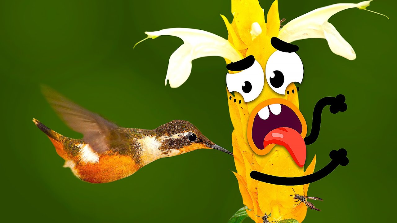 Romantic love story of strange ordinary objects and pretty fruits - Doodland 