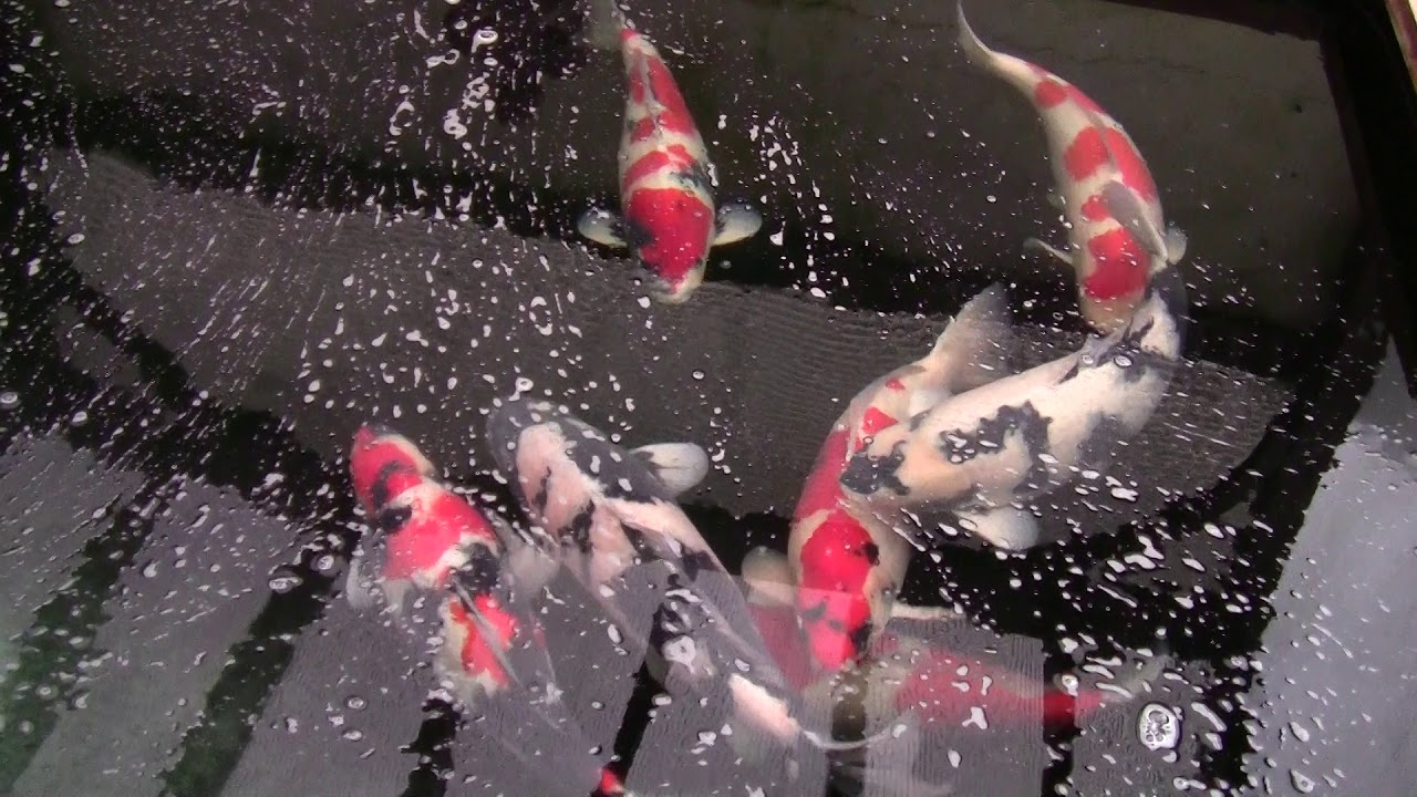 4000 gallons pond with Jumbo Koi YouTube