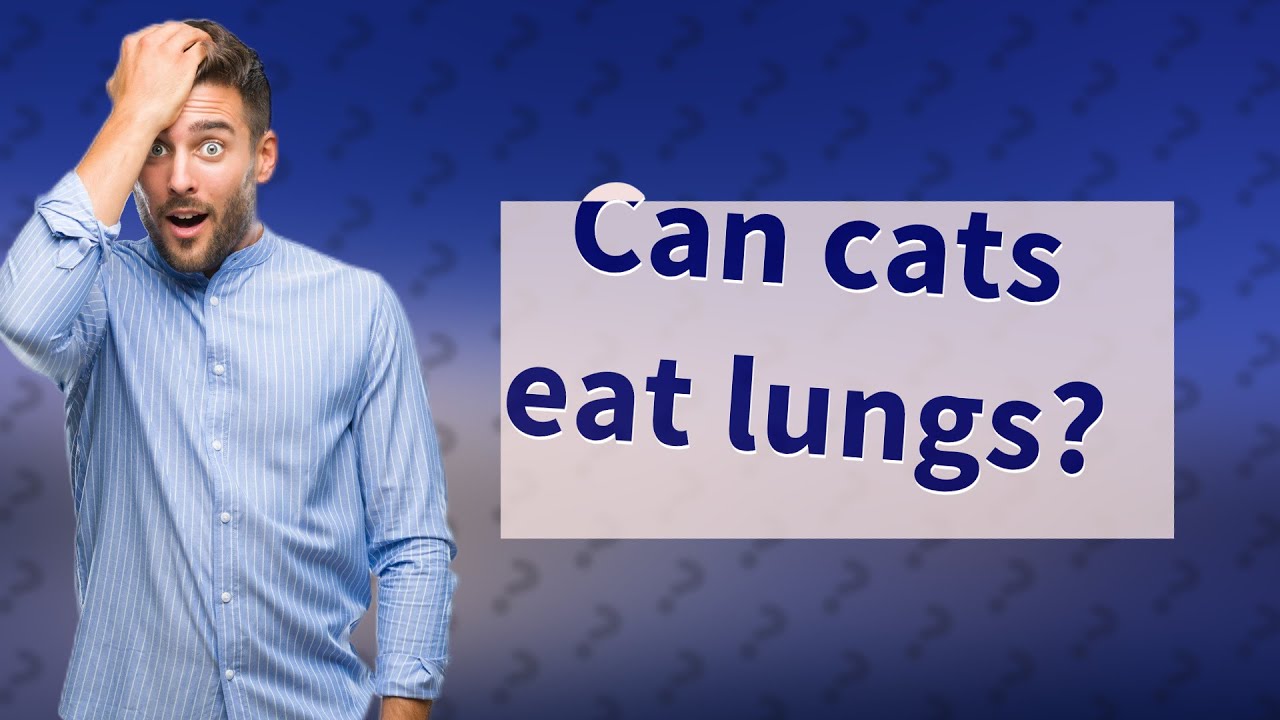 Can Cats Eat Lungs YouTube Can Cats Eat Lungs YouTube
