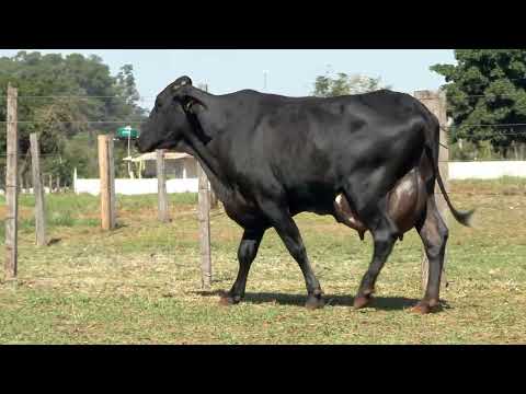LOTE 14 • 26º LEILÃO MATRIZES TOP LEITE BELA VISTA • 812