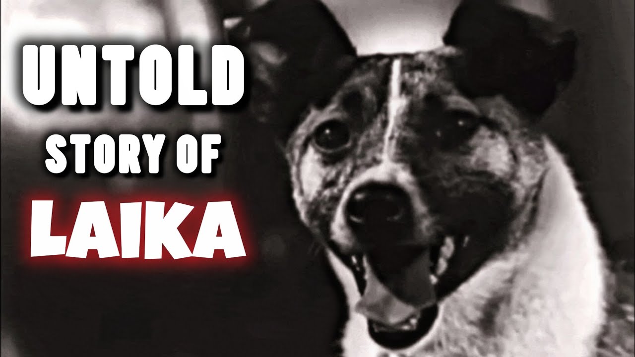 The world's first animal who travel in space ! Sad story of laika 🐕