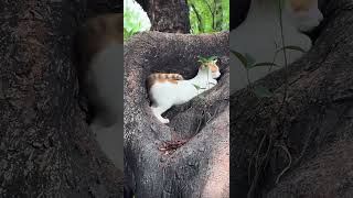 Funny Cat Videos😹#viral#fyp#cutecats#funnycats