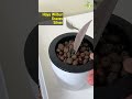 Hoya Cuttings in Clay Pebbles | Hoya Wilbur Graves #thegreenearth #youtubeshorts #shorts