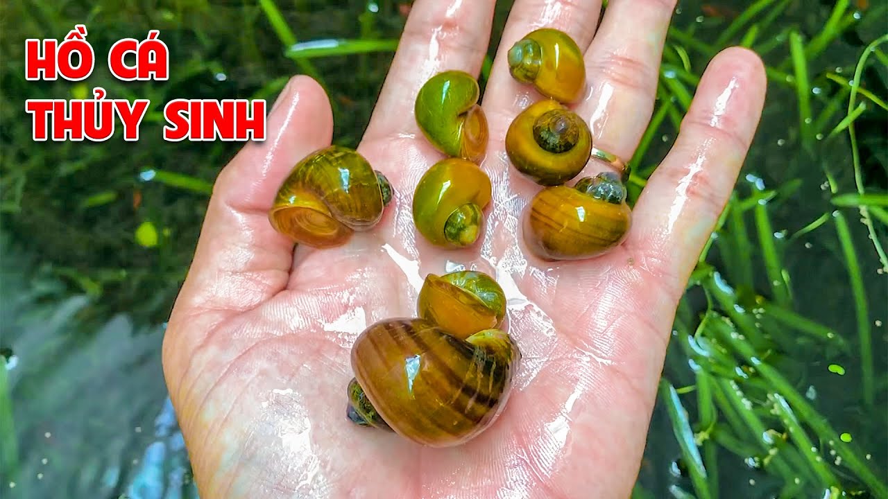 Hồ Cá Ngoài Trời Quay Trở Lại - Vẫn Xanh Và Trong Như Xưa