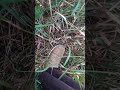Tes lobang langsung strike!#ngurek#short