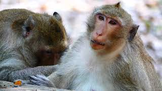 King Mark to take nursing of young generation