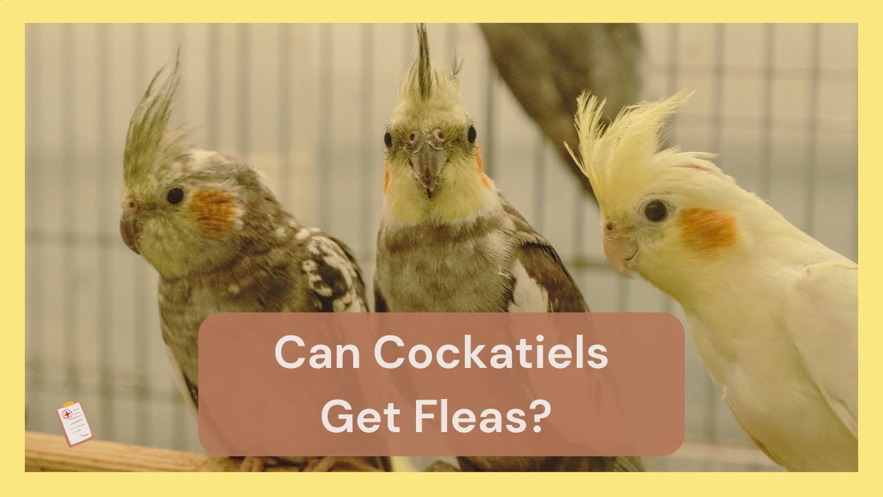 Can Cockatiels Get Fleas? 🐦 Dr Cockatiel YouTube