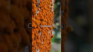 Cordyseps Doğanın Gizemli Mantarı ..Çbilgi