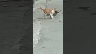 Download Lagu Ketangkasan kucing berburu tikus,seru sekali🙀 MP3