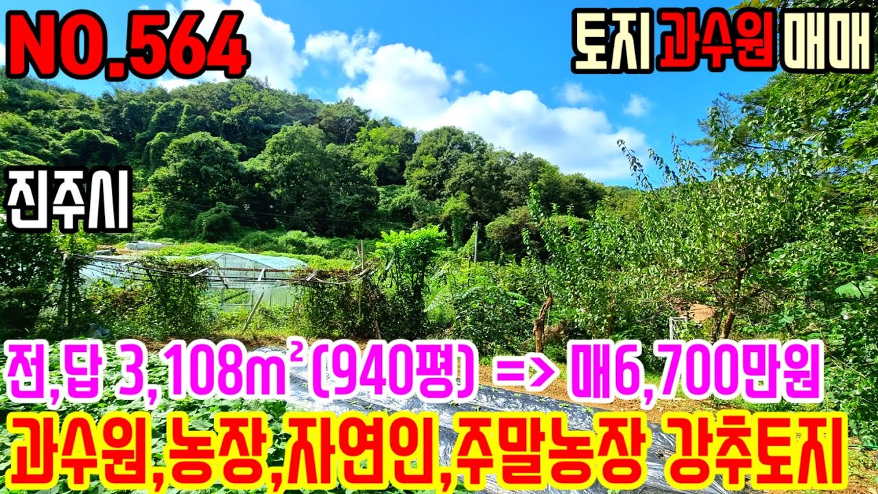 {착한토지} 대곡면 저수지인근 자연인을 체험해 볼 수 있는 토지로, 절반이상이 감 과수원으로 꾸며놓았고, 산과 산사이 텃밭에는 쉼터 꾸며보세요. 필요한 농기계일체 다 드립니다.