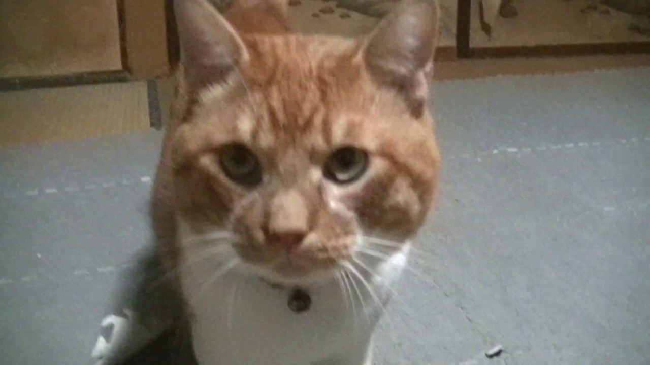 撮影したけど編集がめんどくさいです なので今撮った猫さんどうぞ 侵入した野良仔猫 家猫修行中 Youtube