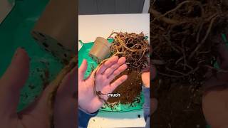 This plant knows SELF DEFENSE??