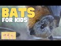 Understanding Bats and Their Importance